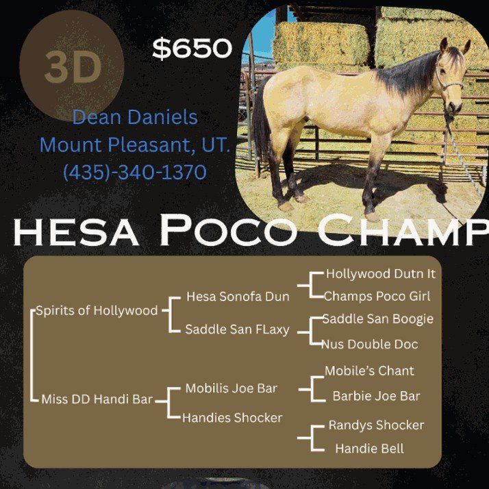 AQHA Buckskin standing at Stud