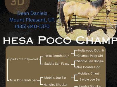 AQHA Buckskin standing at Stud