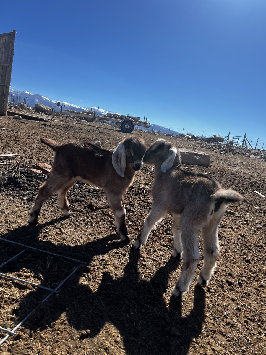 Nubian Bottle Babies