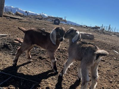 Nubian Bottle Babies