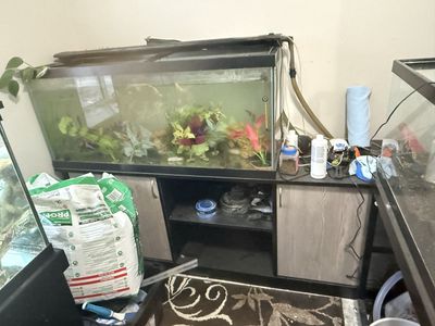 Axolotls And Full Set Up