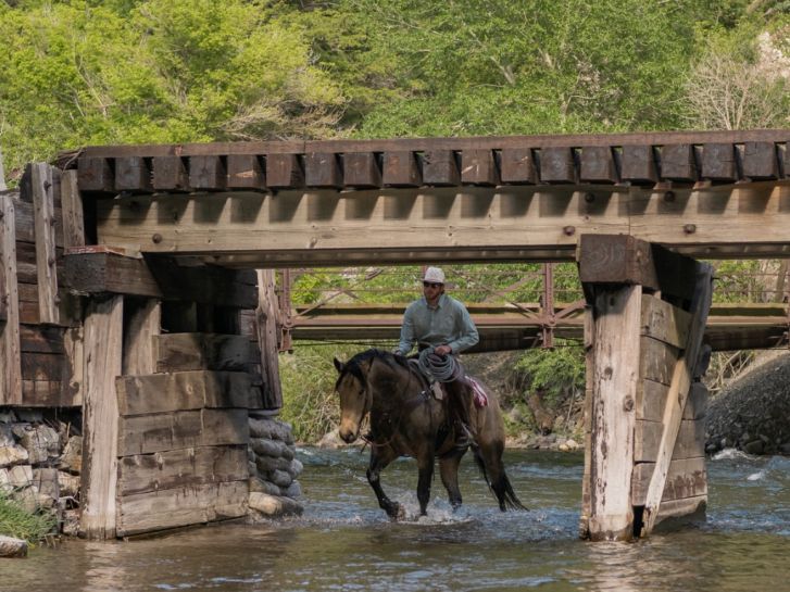 Dillon 2021 Draft Cross Gelding