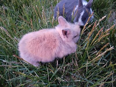 LAST* Rare TINY Dwarf Lionhead & Netherland Mix Bunny
