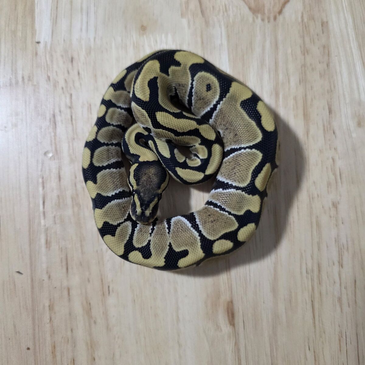 ball python