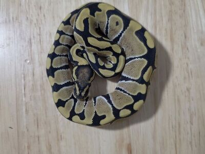 ball python