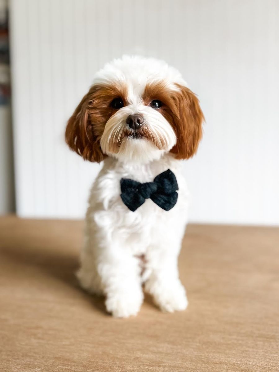 Ozzy - 4lb -/- 15.5% GR Multigen Micro Goldendoodle Stud