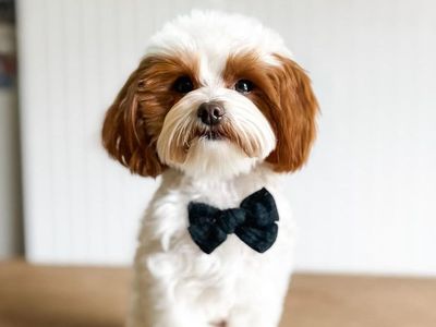 Ozzy - 4lb -/- 15.5% GR Multigen Micro Goldendoodle Stud