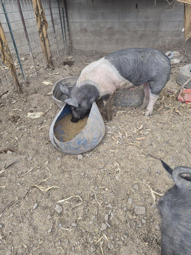 York hampshire cross pig
