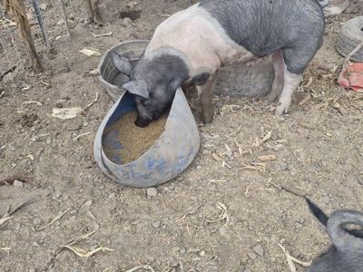 York hampshire cross pig