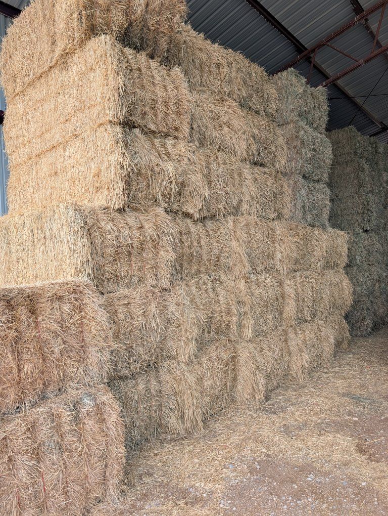 3 way hay. triticale/wheat/beardless barley