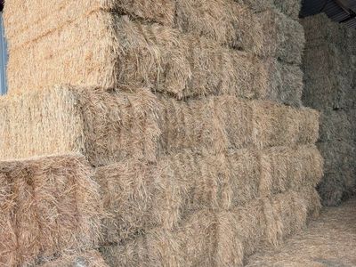 3 way hay. triticale/wheat/beardless barley