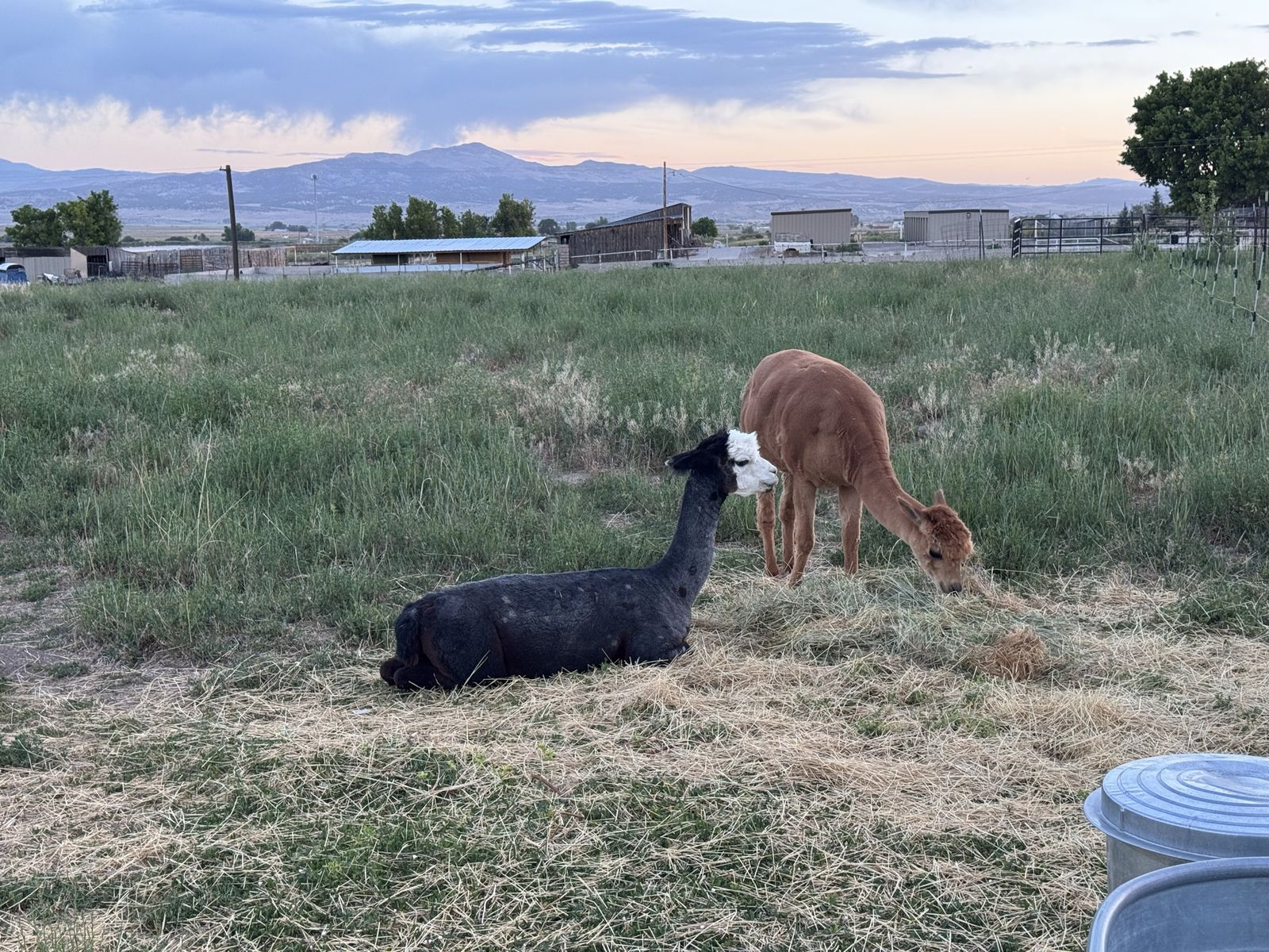 Pair of Alpaca for Sale - Ready for New Home