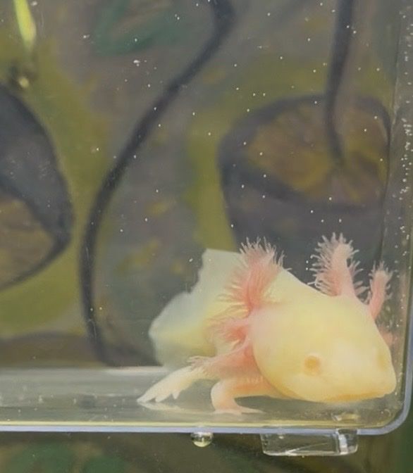 Baby Axolotl (GFP Albino)