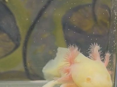 Baby Axolotl (GFP Albino)