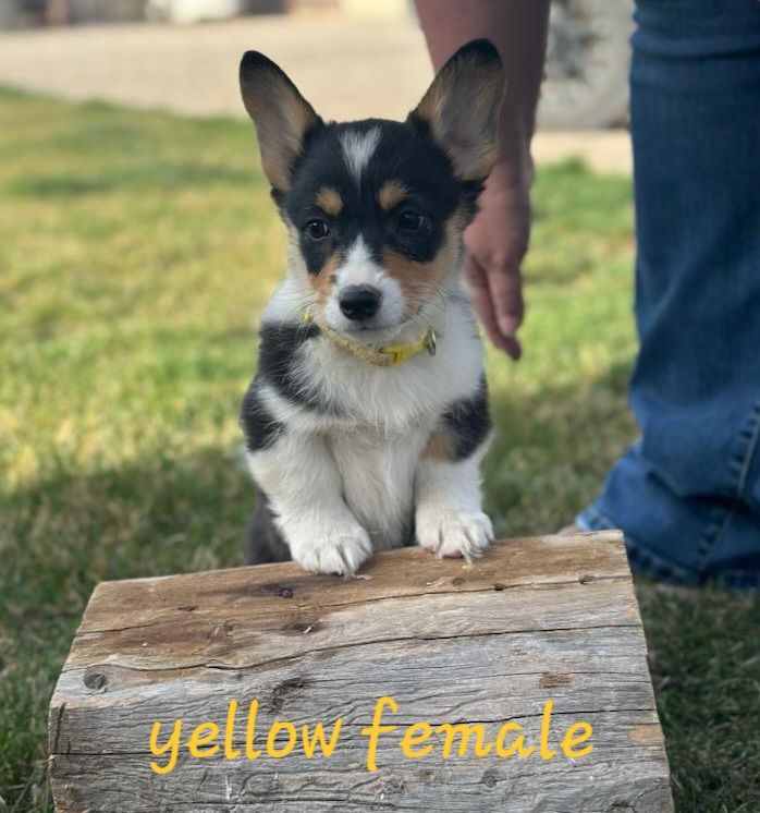 AKC Pembroke Welsh Corgi Puppies