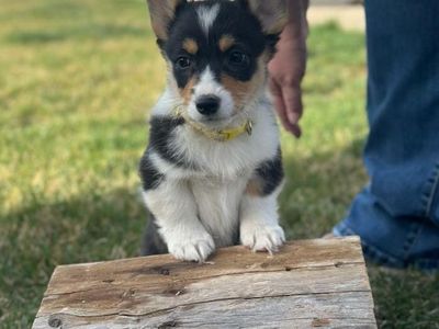 AKC Pembroke Welsh Corgi Puppies