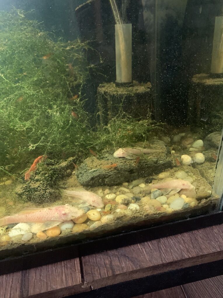 Large  Plecos