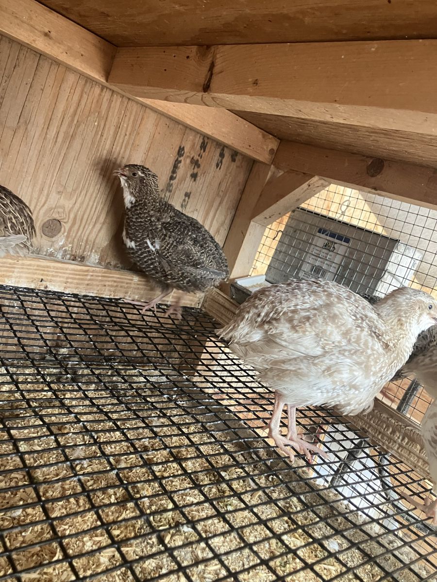 Coturnix Quail Laying Hens