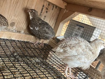 Coturnix Quail Laying Hens