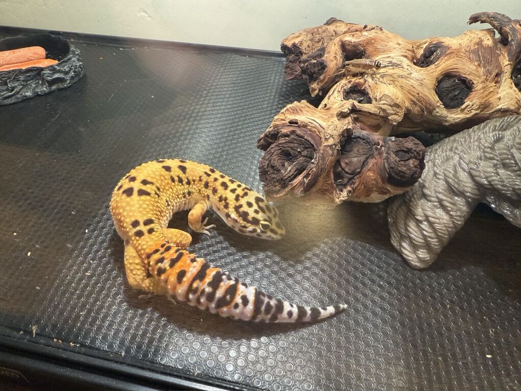 Leopard Gecko