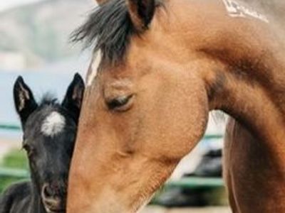 Awesome Mustang Mare!!!