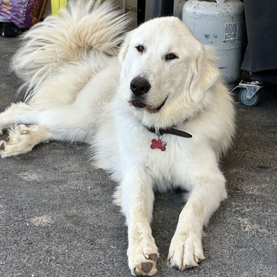 Beautiful Great Pyrenees  - Ready for a Loving Home!