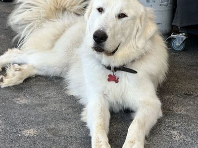 Beautiful Great Pyrenees - Ready for a Loving Home!