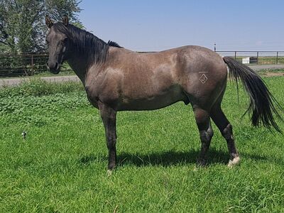 AQHA Roan Stud