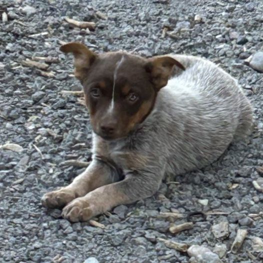 Heeler Puppies  Ready to go