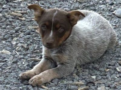 Heeler Puppies Ready to go