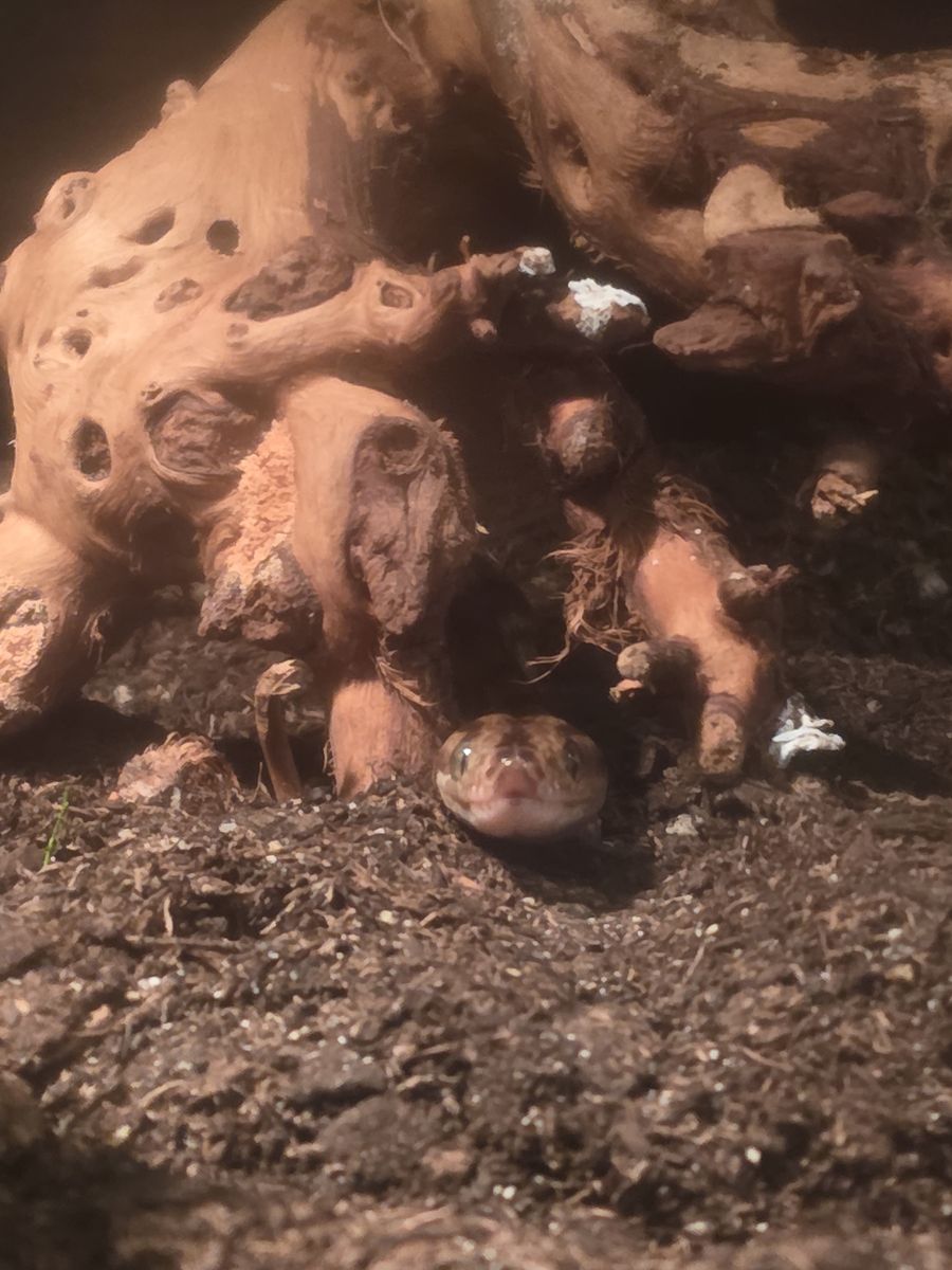 Female Columbian Rainbow Boa