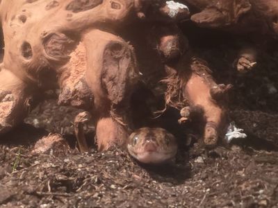 Female Columbian Rainbow Boa