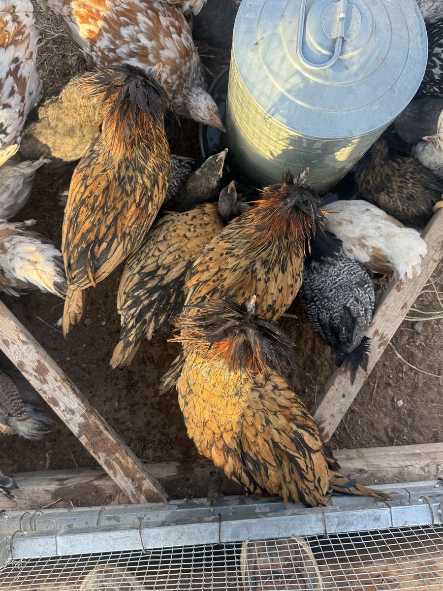 gold laced polish roosters