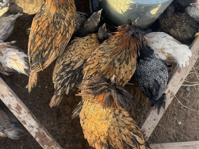 gold laced polish roosters