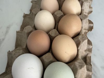 Organic Chicken Eggs