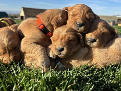 GOLDEN Retriever Puppies!
