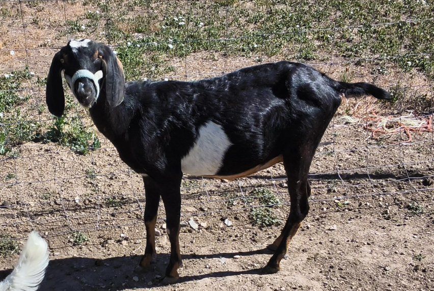 Nubian First Freshener In Milk