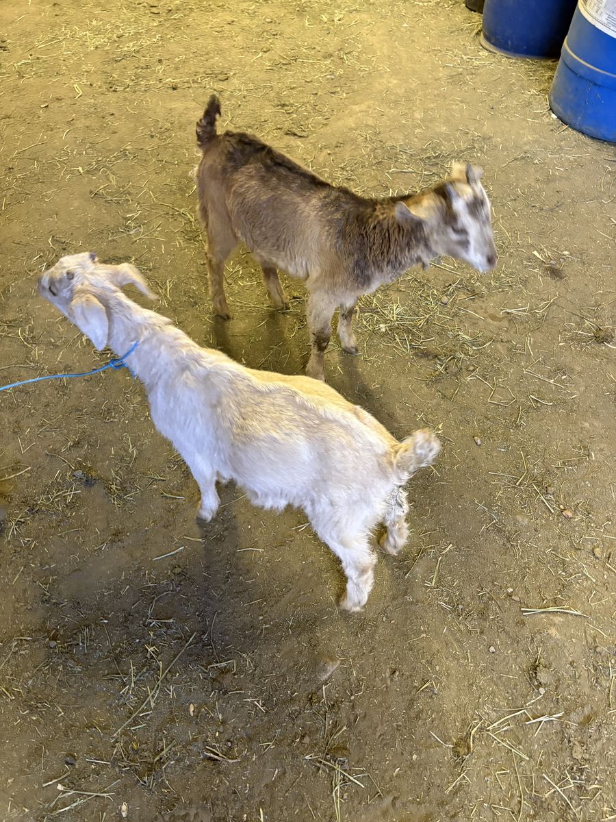 2 nigerian dwarf