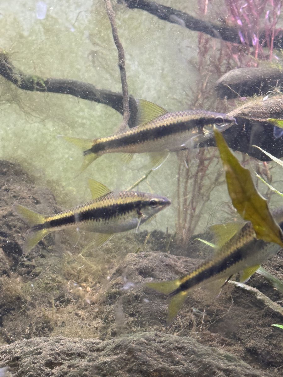 Freshwater Siamese Algae Eaters