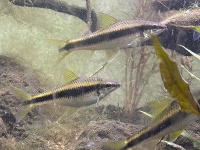Freshwater Siamese Algae Eaters