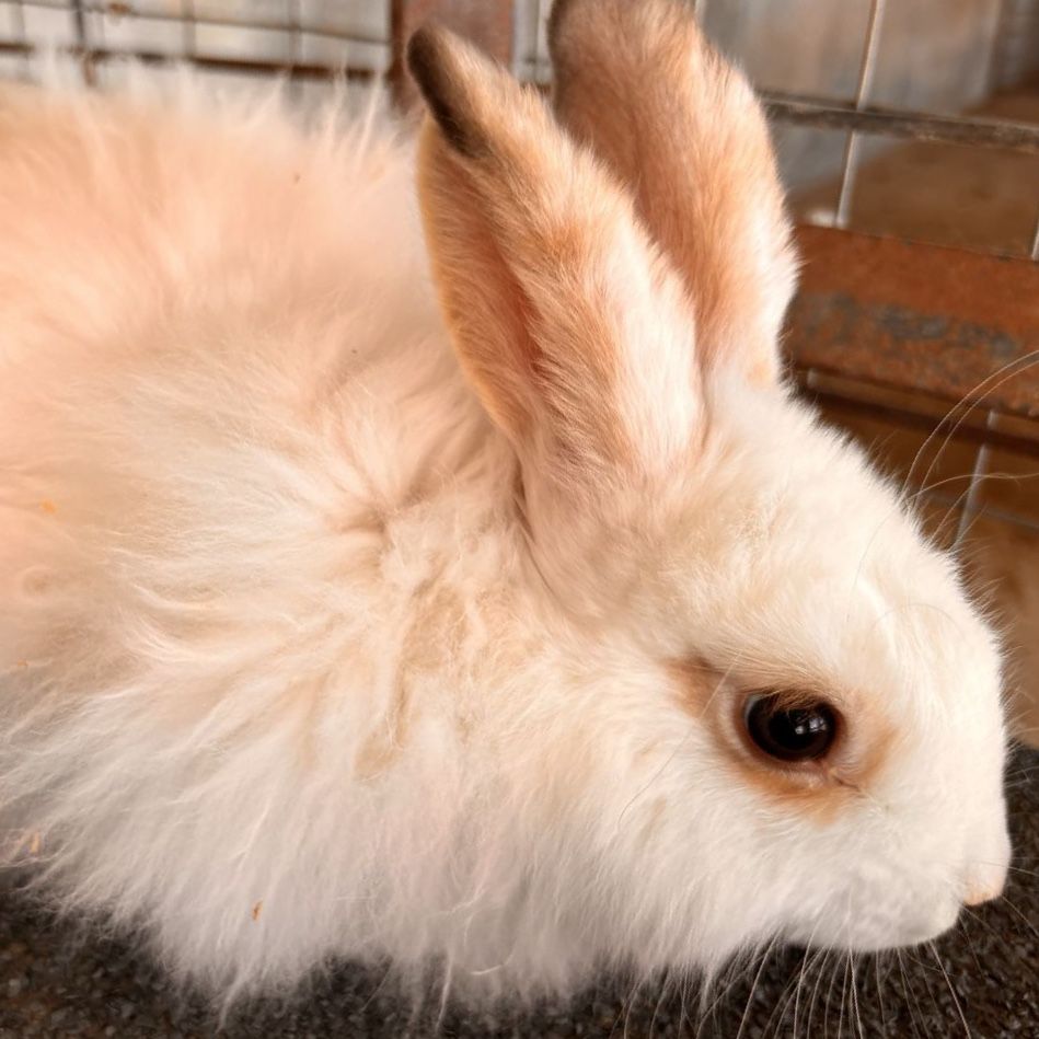 Adorable Angora Bunnies - Fluffy & Social Pet Rabbits (4 Available)