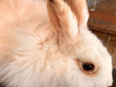 Adorable Angora Bunnies - Fluffy & Social Pet Rabbits (4 Available)