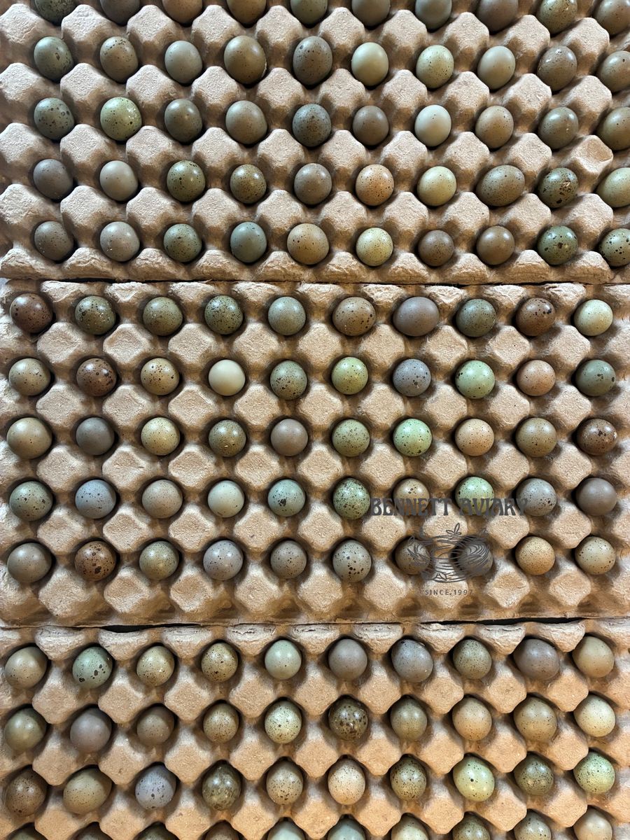 Hatch Your Own Button Quail