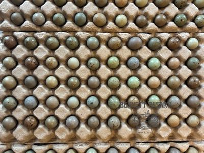 Hatch Your Own Button Quail