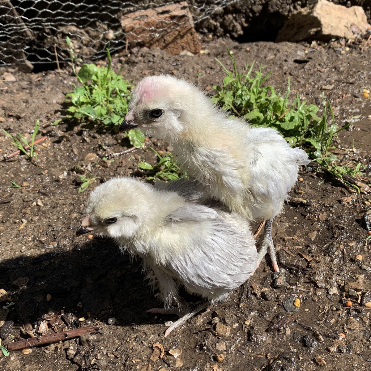 3wk Lavender Ameraucana Chicks