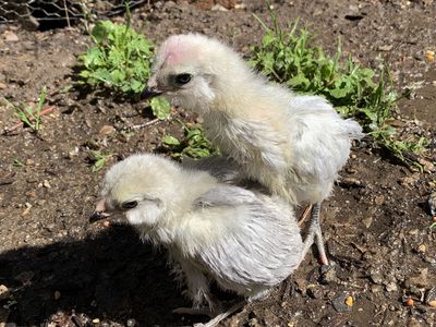 3wk Lavender Ameraucana Chicks