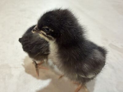 French black copper maran chicks pullets available