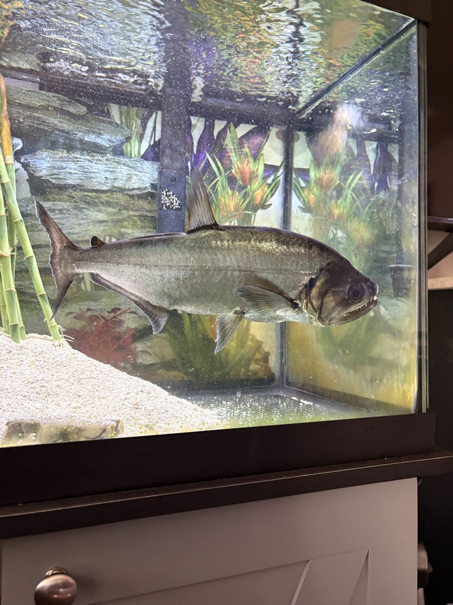 Payara. Large approx 16” long