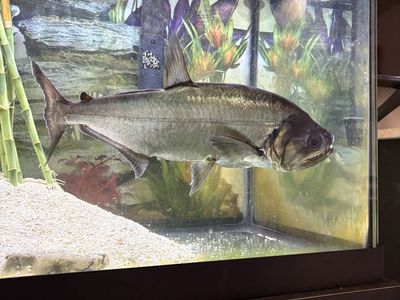 Payara. Large approx 16” long