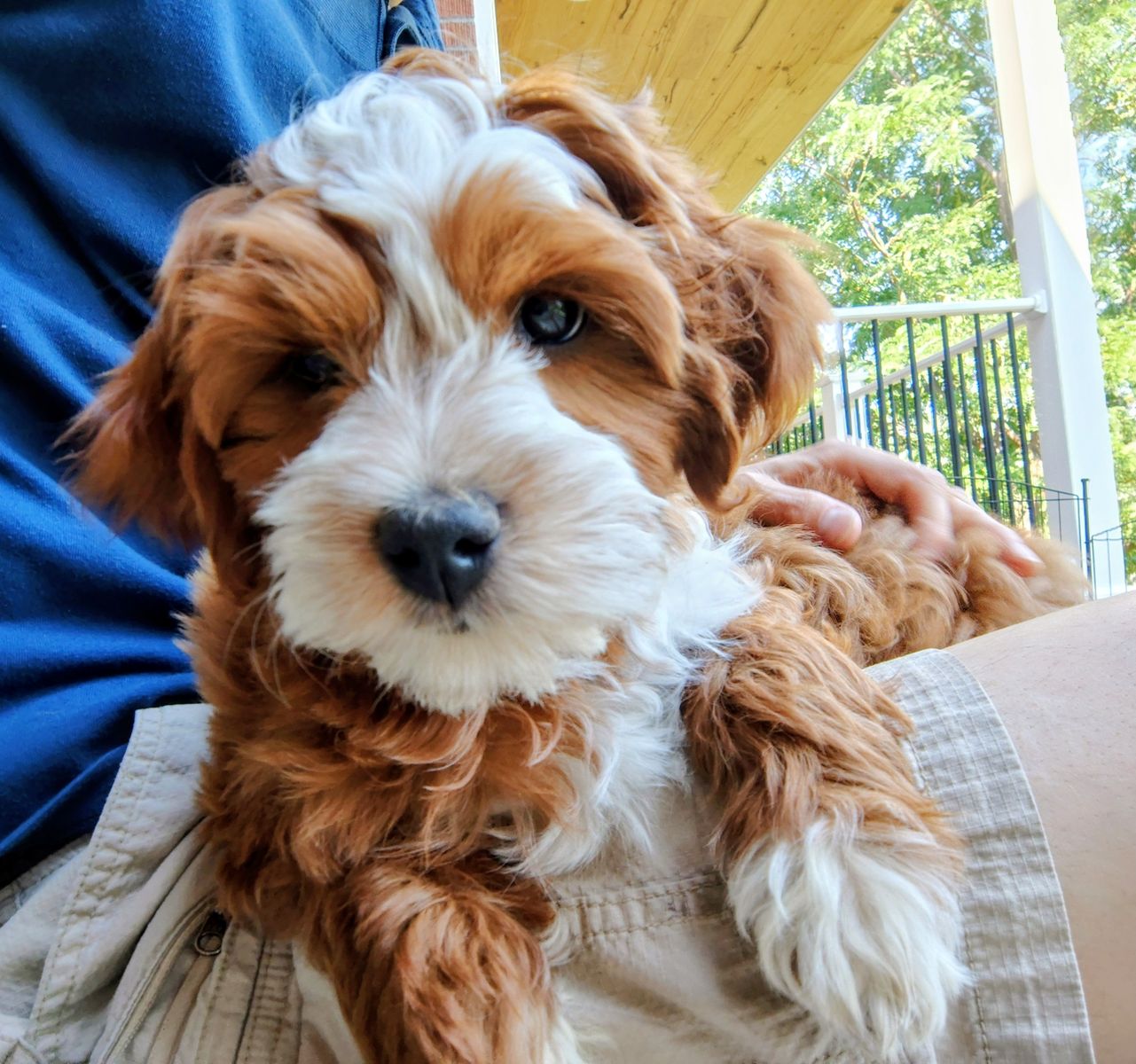 3rd Gen Mini GOLDEN CAVAPOO Puppies Goldendoodle Cavalier Golden Retriever Poodle White Red Multi-gen